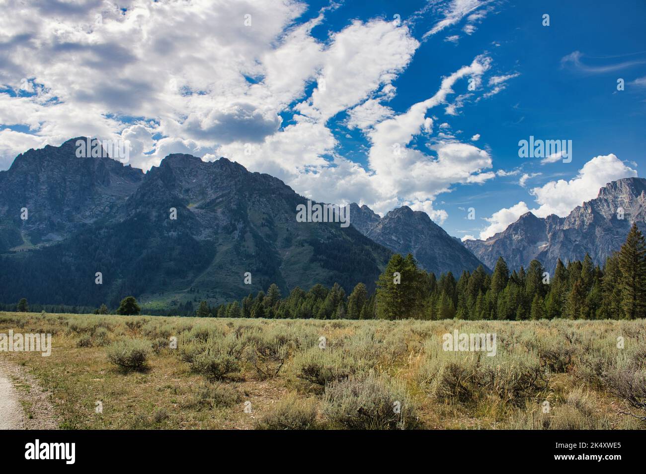 Landscape view of a meadow and evergreen forest standing in the shadow of the Teton Range in Grand Teton National Park. Stock Photo