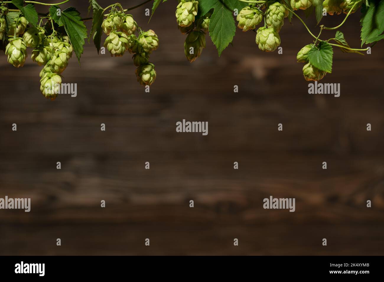 Frame of fresh hops on vintage wooden background with copy space Stock Photo