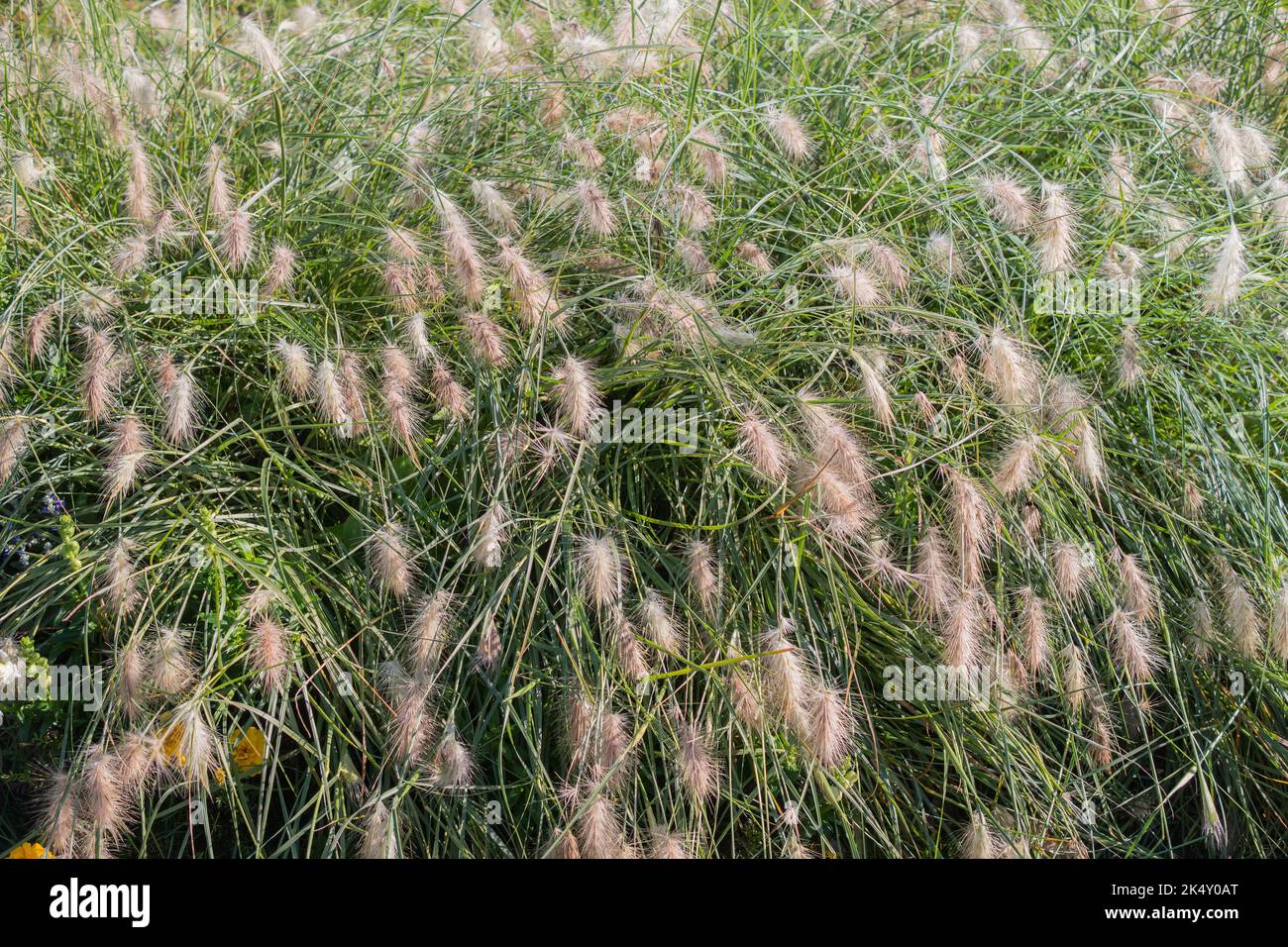 Cenchrus longisetus commonly feathertop grass. Species of Buffelgrasses family. Long style plant. Stock Photo