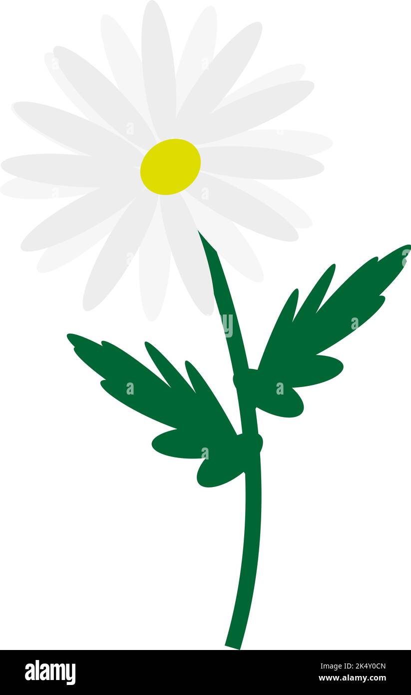 Summer chamomile flower, illustration, vector on a white background. Stock Vector