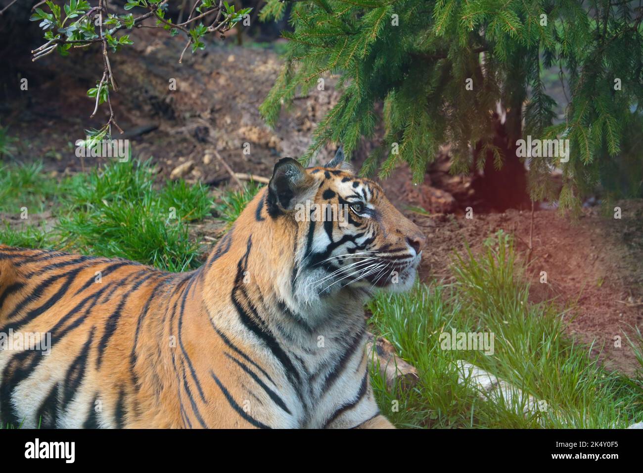 A Close-up of a tiger lying on the ground Stock Photo