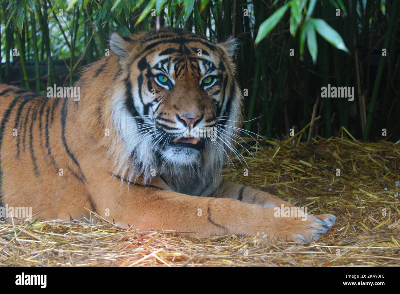 Tiger Lie A tiger with beautiful eyes lies on the ground and looks attentively ...