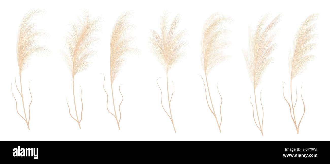 Pampass grass isolated vector plant branches. Dry Panicle Cortaderia