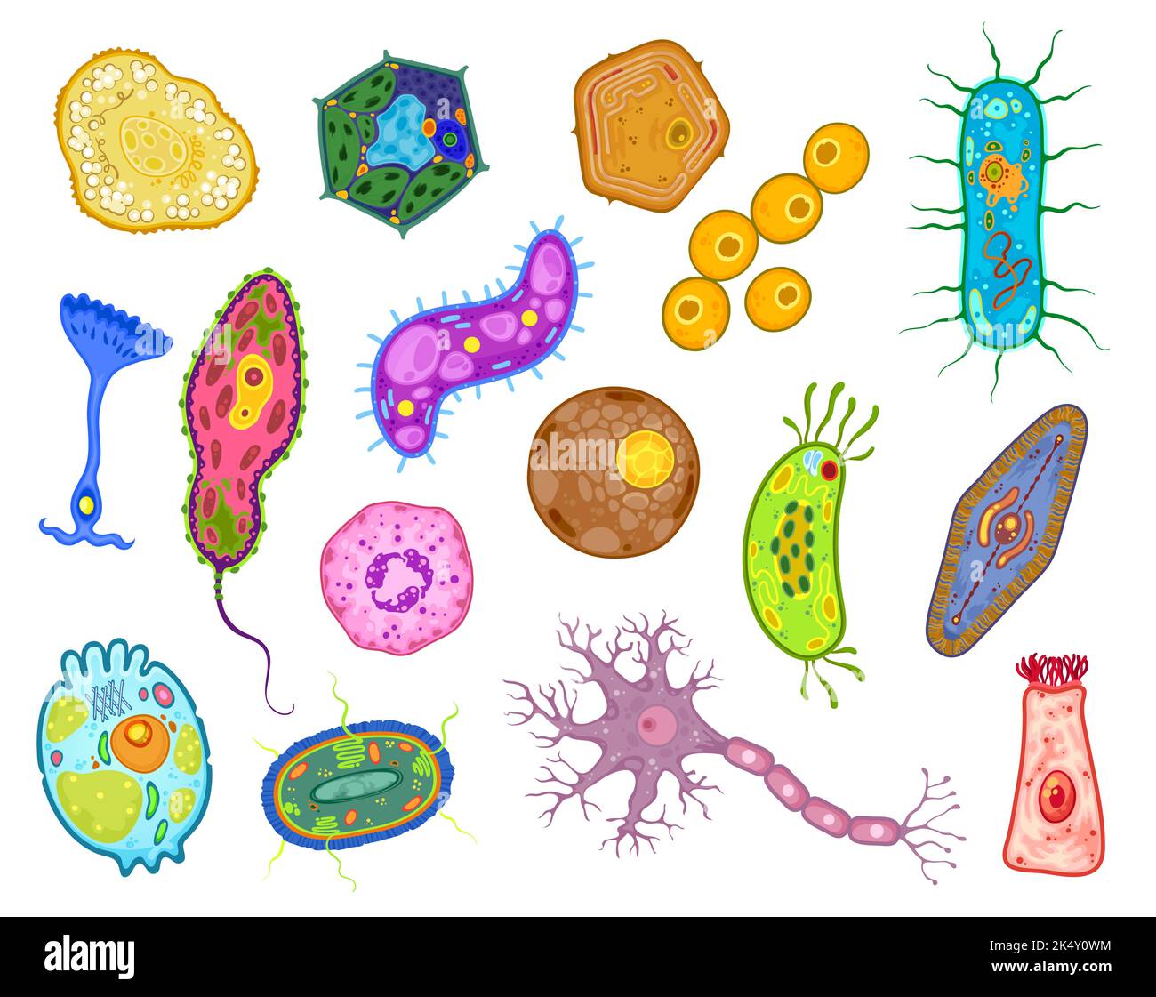 Amoeba, protozoa and unicellular protist cells, vector euglena bacteria or paramecium organism. Protozoan microorganism, bacterium fission and binary protista amoeba of chlamydomonas microbiology Stock Vector