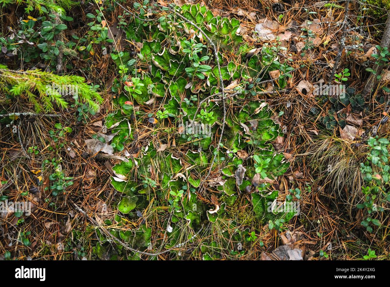 peltigera aphthosa growing in the forest. peltigera aphthosa growing among moss. peltigera aphthosa close-up. Stock Photo