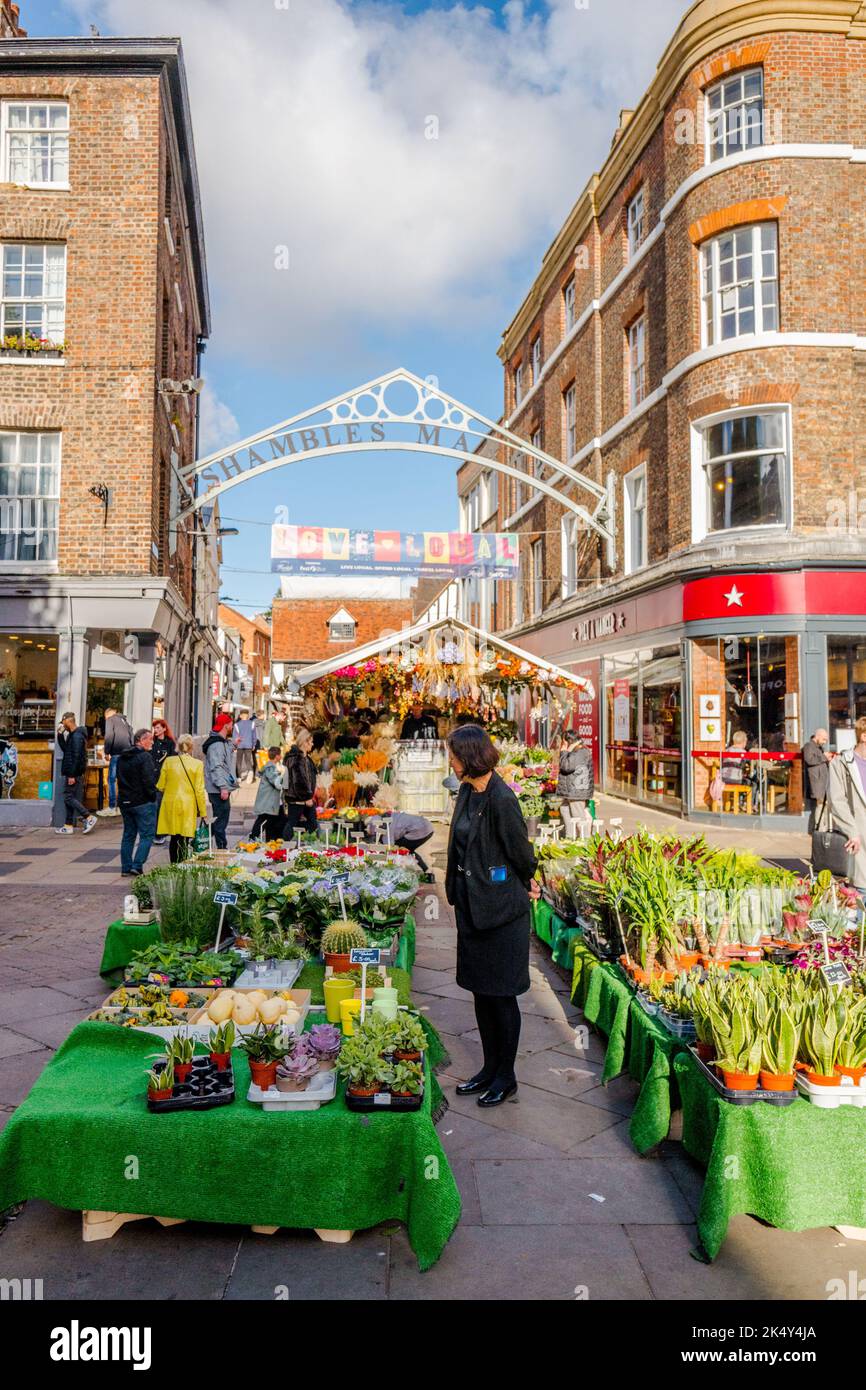 Outdoor market stall selling plants in the Shambles market, York