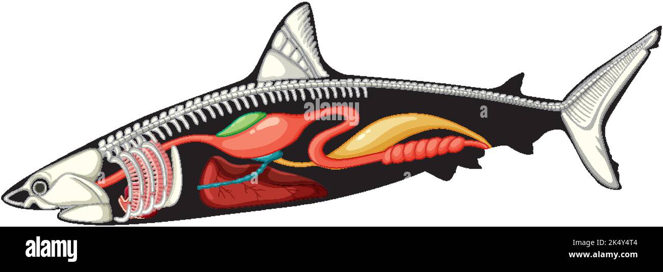 Internal anatomy of shark illustration Stock Vector Image & Art Alamy
