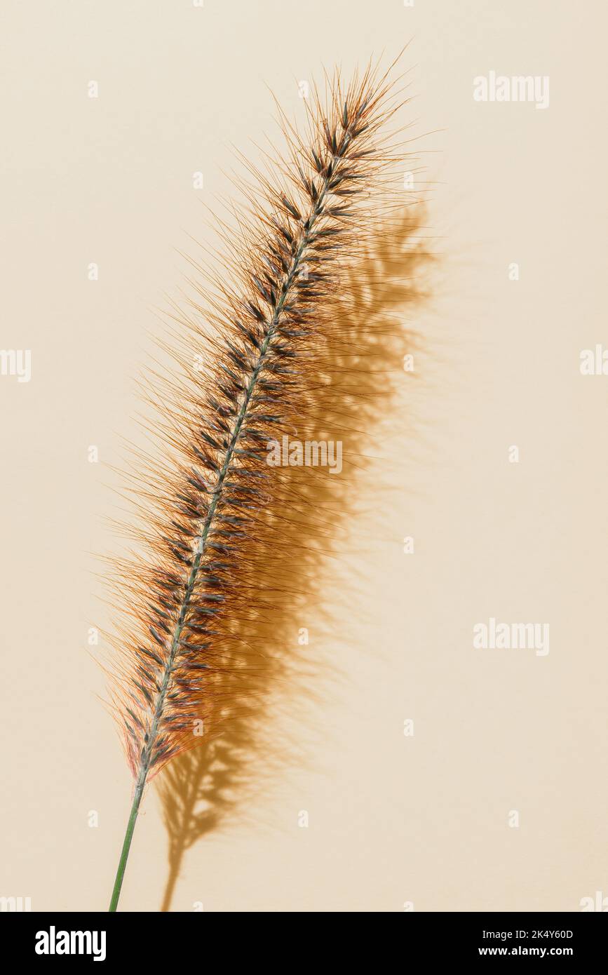 Single blade of dry fountain grass with shadow Stock Photo