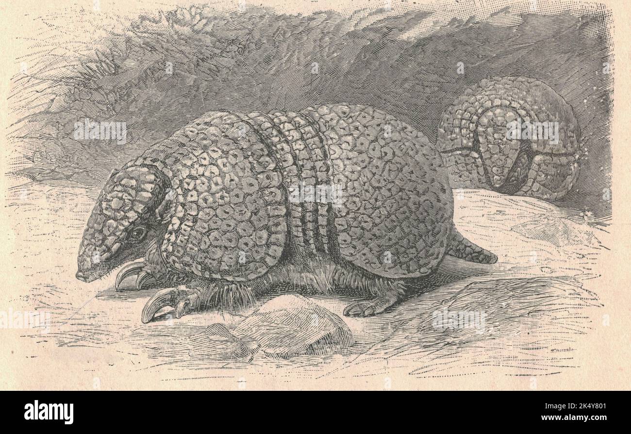 Antique engraved illustration of the armadillo. Vintage illustration of  the armadillo. Old engraved picture of the animal. Armadillos (meaning 'little armored ones' in Spanish) are New World placental mammals in the order Cingulata. The Chlamyphoridae and Dasypodidae are the only surviving families in the order, which is part of the superorder Xenarthra, along with the anteaters and sloths. Nine extinct genera and 21 extant species of armadillo have been described, some of which are distinguished by the number of bands on their armor. All species are native to the Americas, where they inhabit Stock Photo