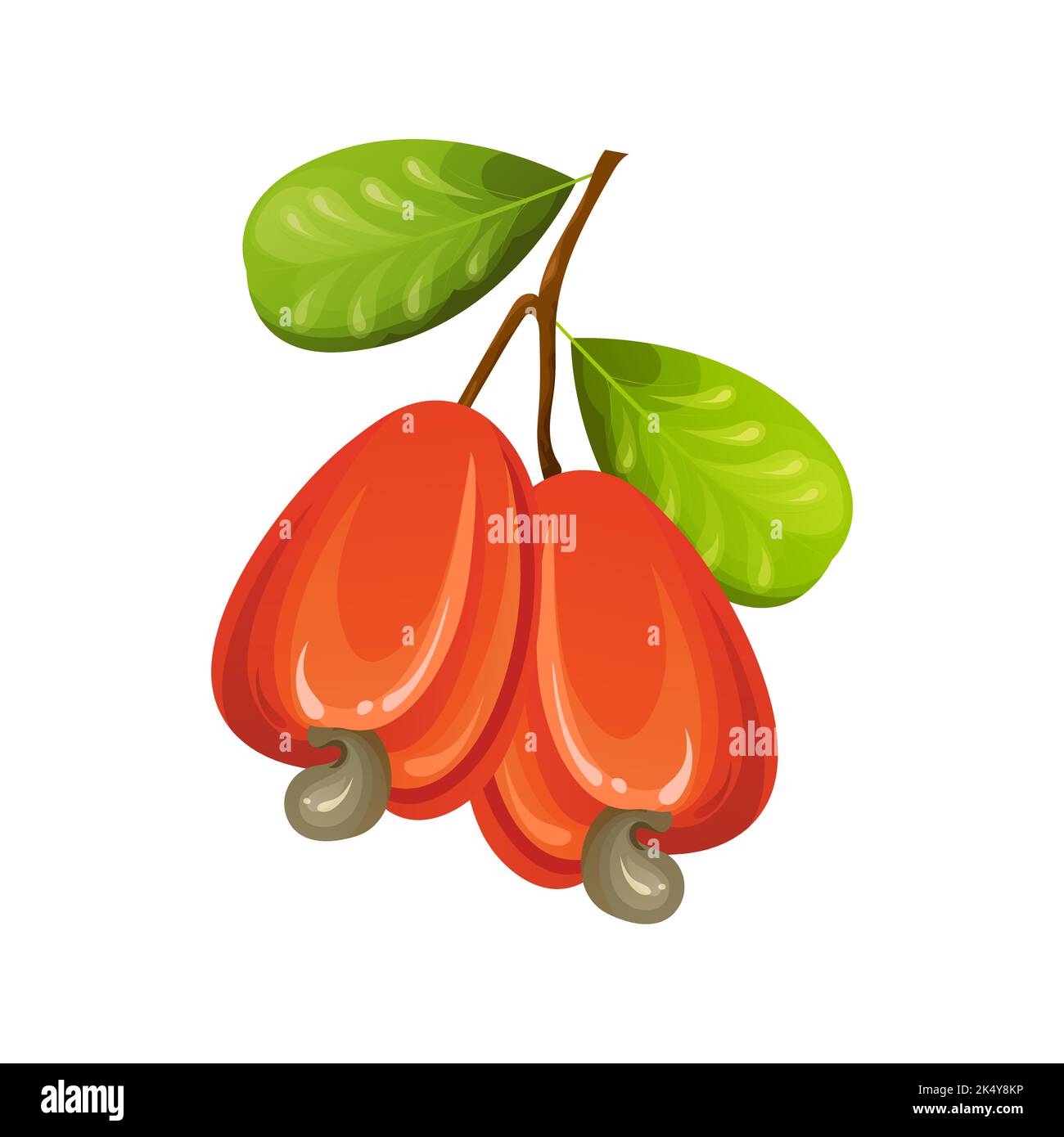Cashew Fruit Vector