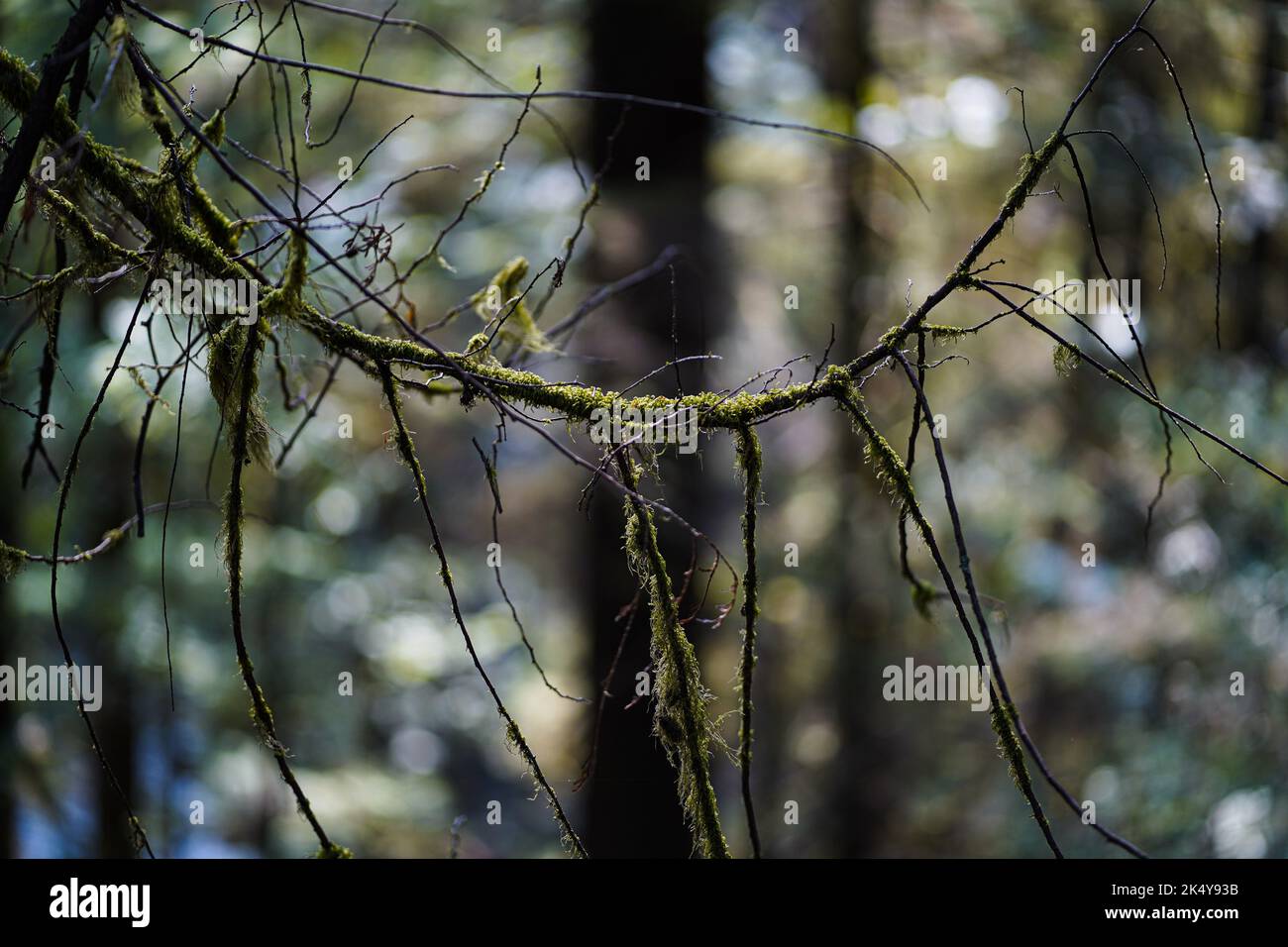 Coniferous tree moss twig hi-res stock photography and images - Alamy
