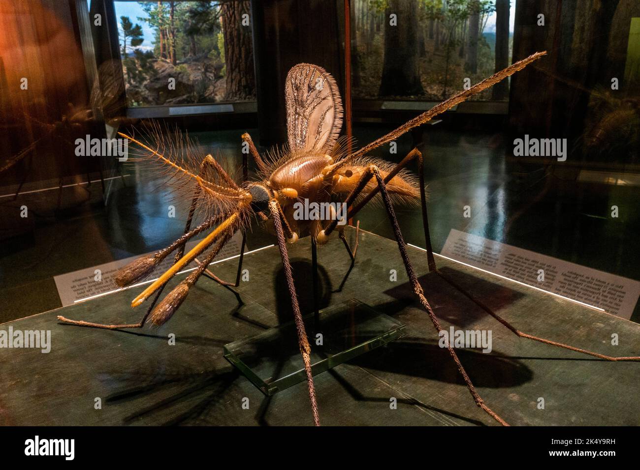 American Museum of natural history in Manhattan NYC Stock Photo