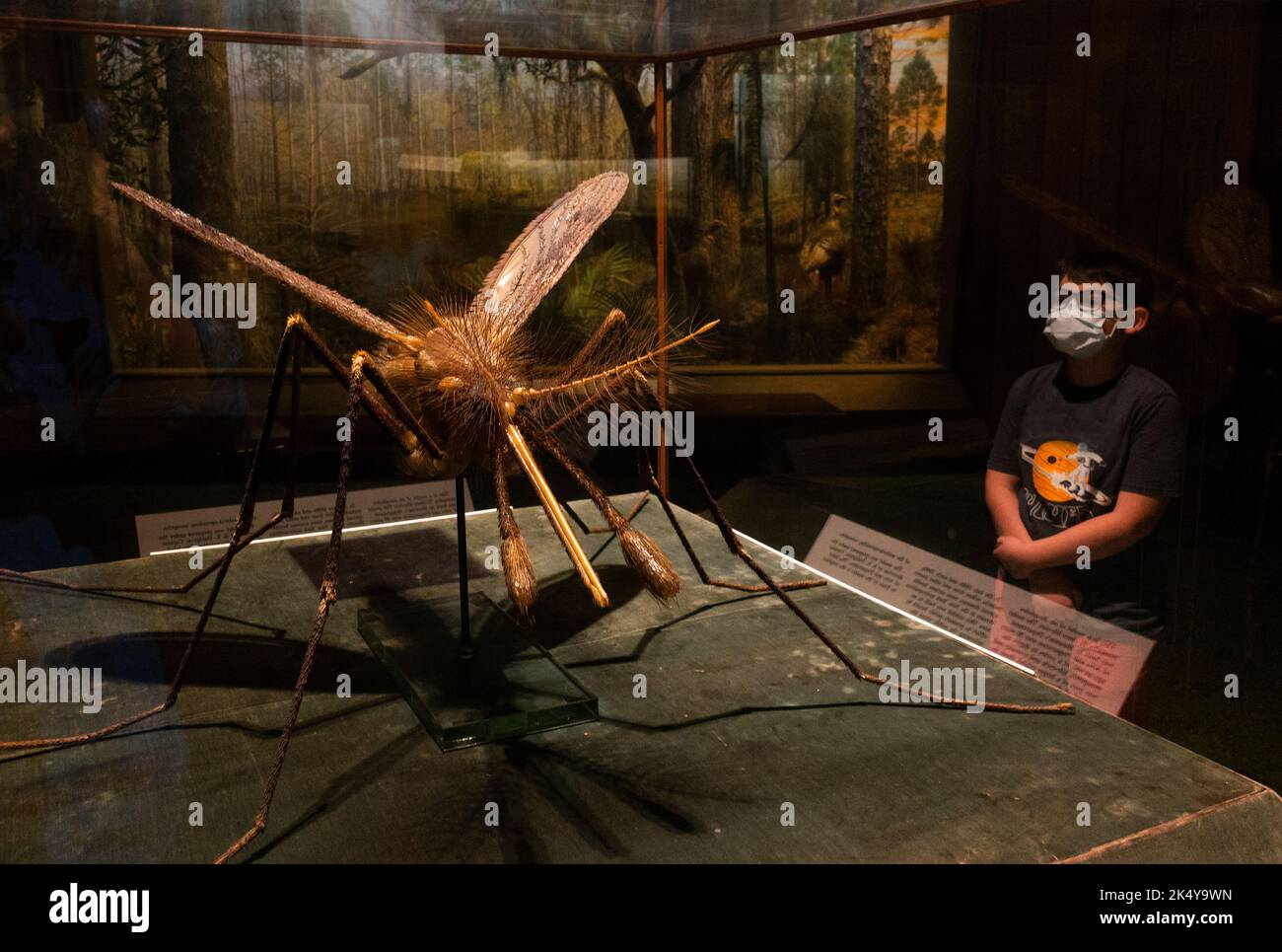 american-museum-of-natural-history-in-manhattan-nyc-stock-photo-alamy