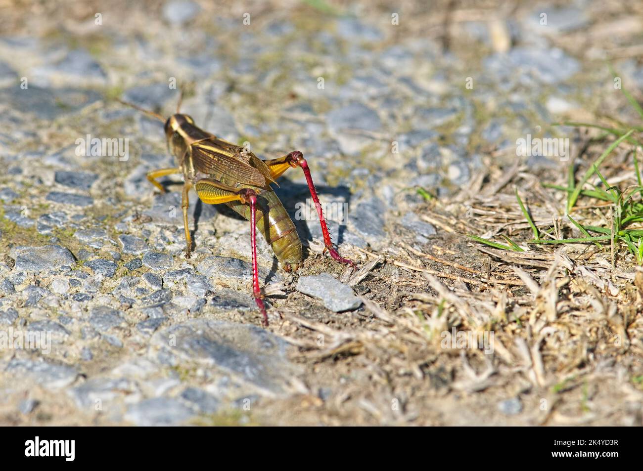 Female Red-legged Grasshopper (Melanoplus femurrubrum) laying eggs on the ground facing away. Stock Photo