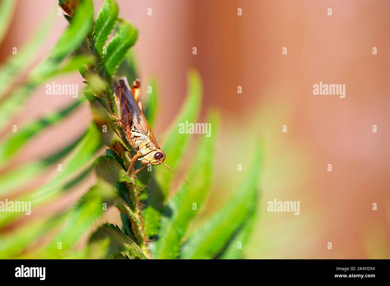 Red-legged Grasshopper (Melanoplus femurrubrum) on a fern frond with copy space. Stock Photo