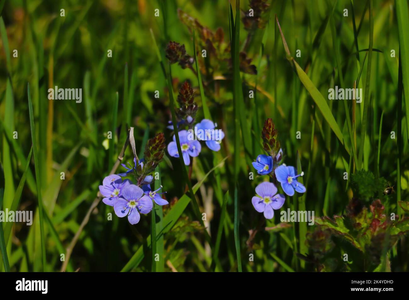 A closeup of a flowering commelina plant in a garden Stock Photo