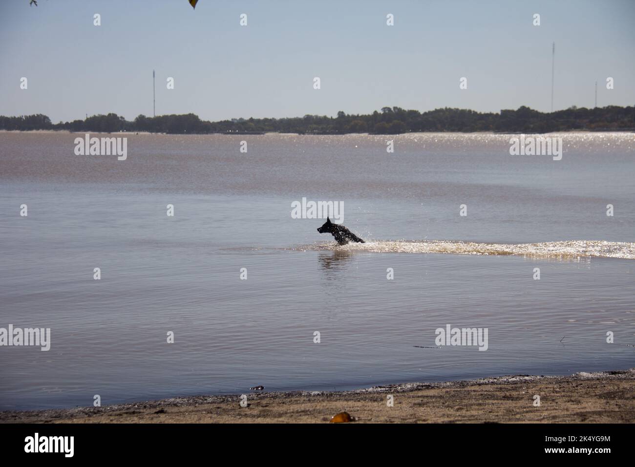 dog playing in the river with man Stock Photo