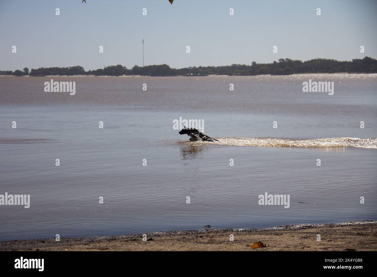 dog playing in the river with man Stock Photo