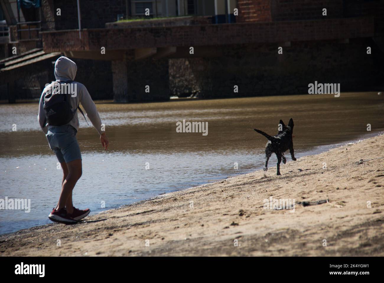 dog playing in the river with man Stock Photo