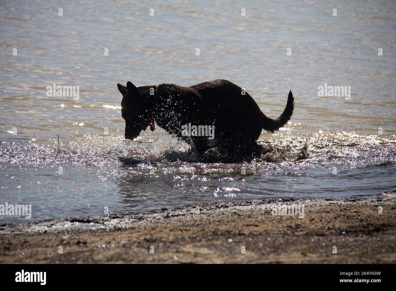 dog playing in the river with man Stock Photo