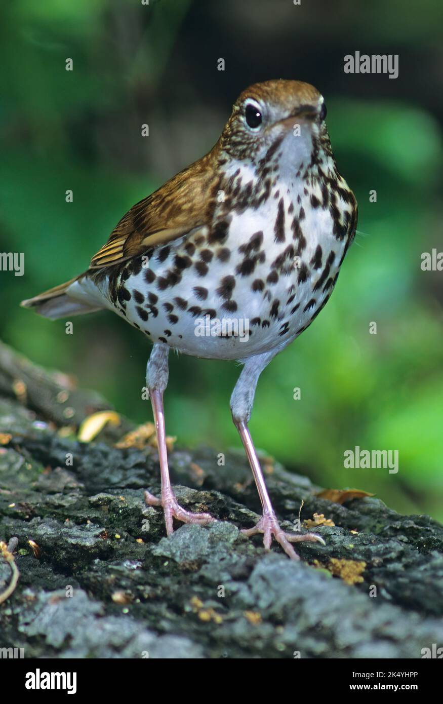 Wood thrush in woodland habitat Stock Photo Alamy