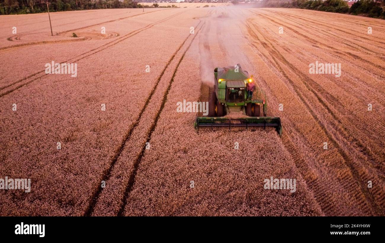 CAMPO MOURÃO, PR - 04.10.2022: COLHEITA DE TRIGO - Wheat harvest in Campo Mourão, in the Midwest region of Paraná. (Photo: Dirceu Portugal/Fotoarena) Stock Photo