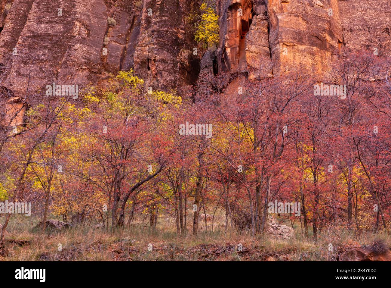 Autumn foliage along Riverside Walk, Zion Canyon, Zion National Park, Utah Stock Photo