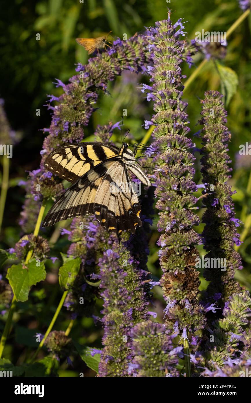 Symbiotic relationship of Eastern Tiger Swallowtail butterfly (Pamilio