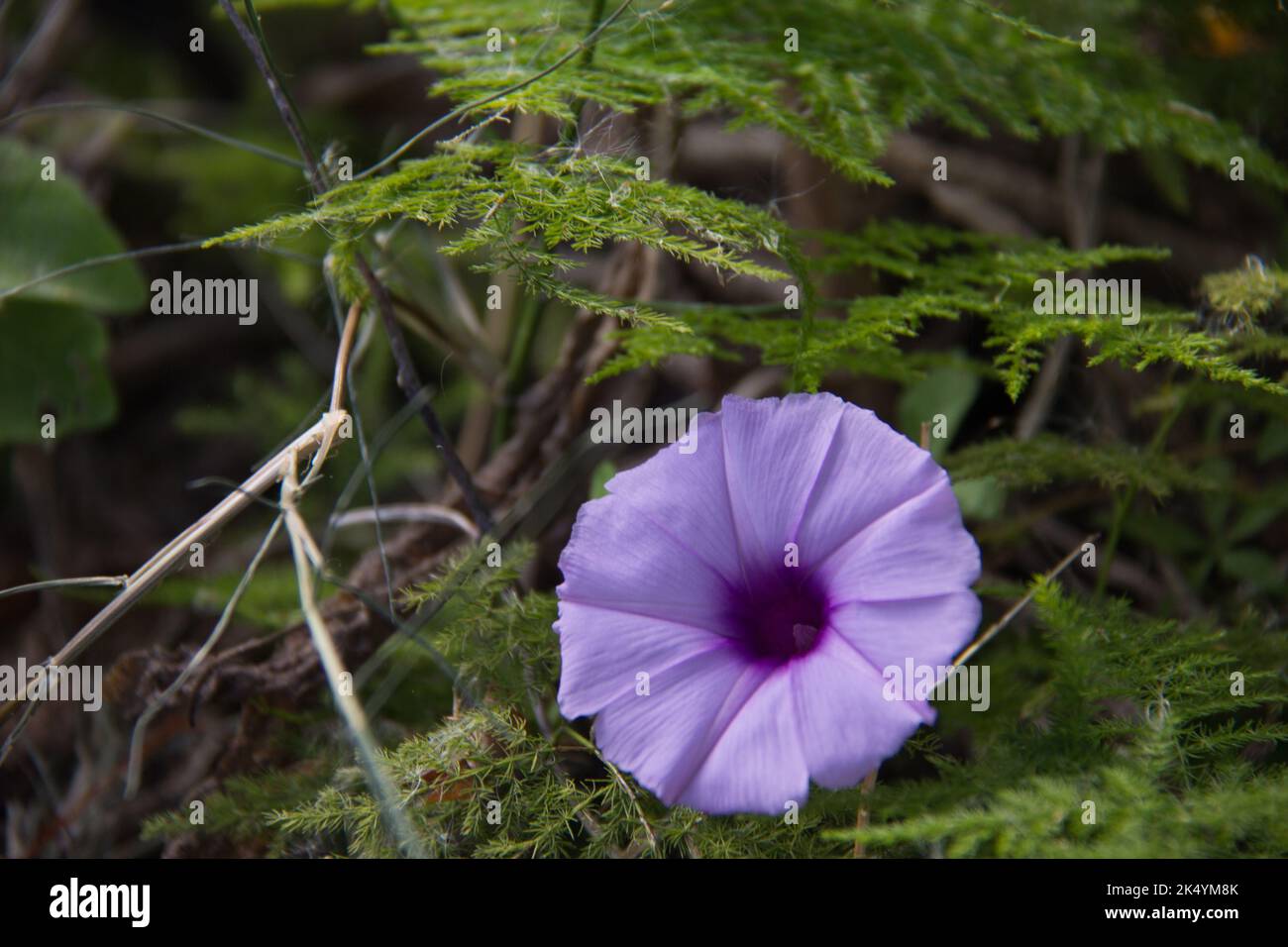 Uruguay bird plants hi-res stock photography and images - Alamy