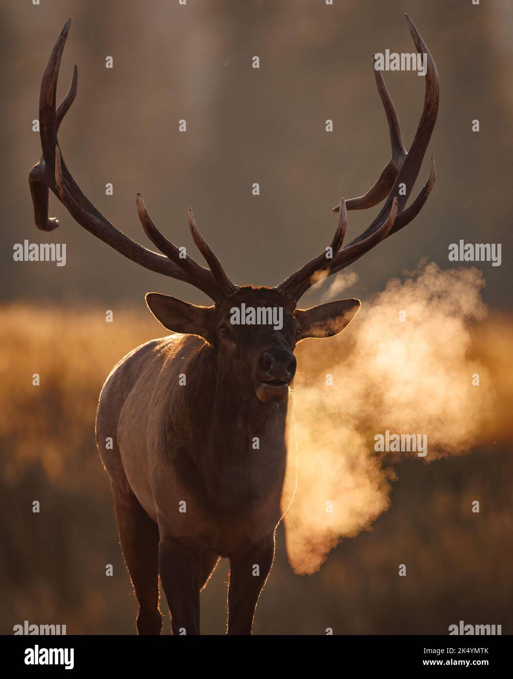 Bull elk during the rut Stock Photo - Alamy
