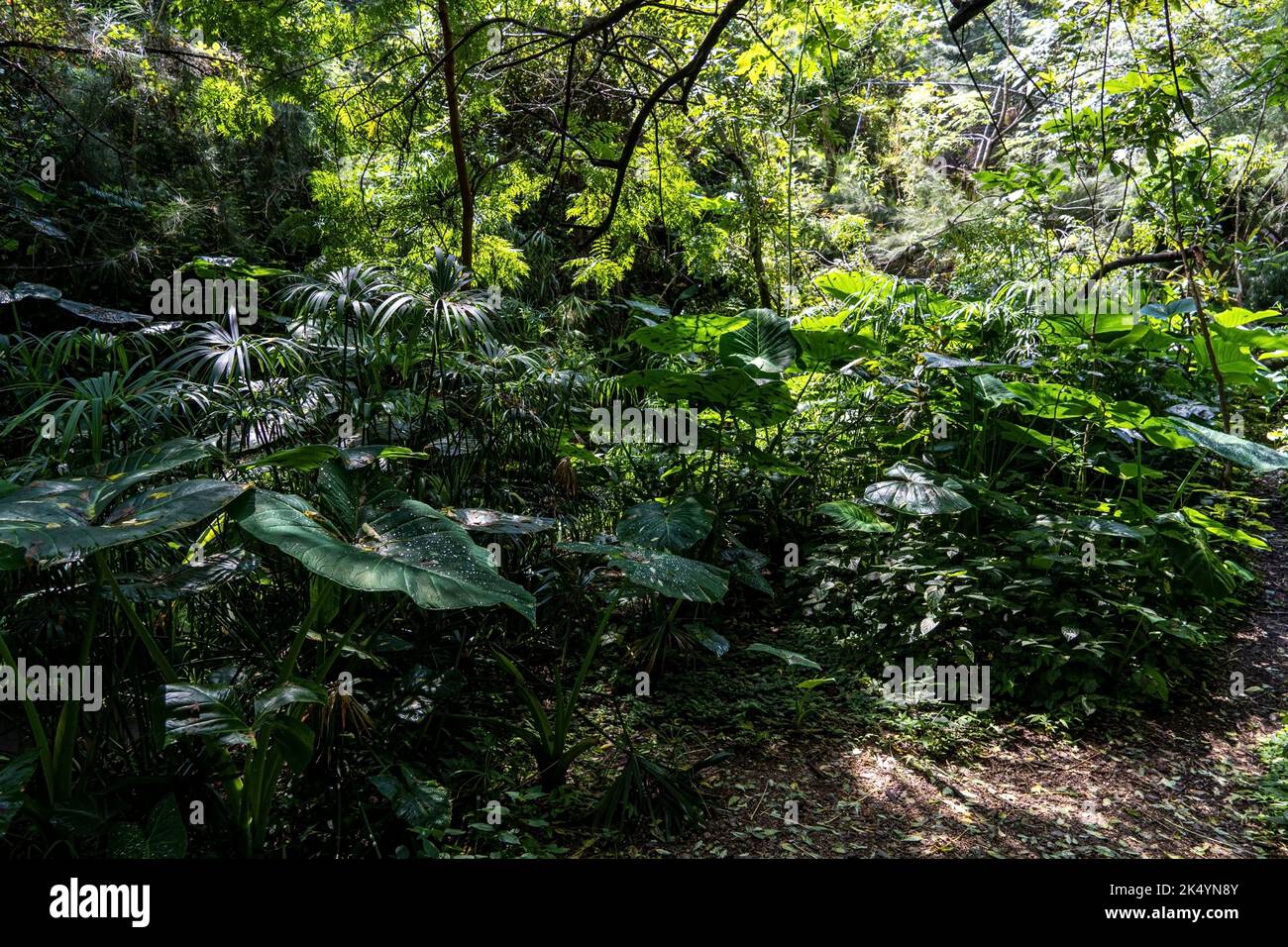 rainforest in mexico latin america, sunlight, leaves with water droplets Stock Photo