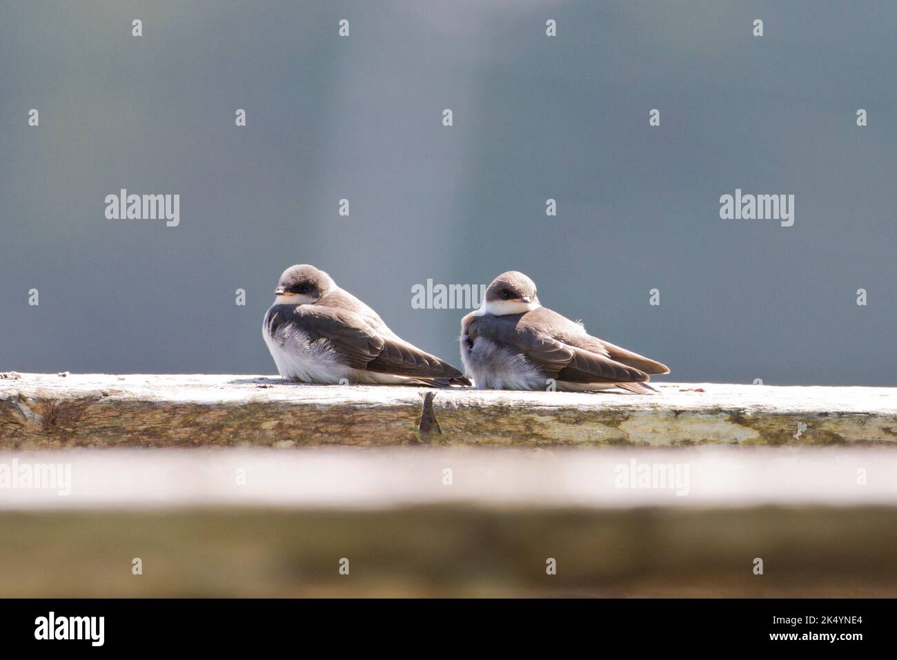 Two perched Tree Swallow (Tachycineta bicolor) fledglings waiting to be fed at the Delkatla Wildlife Sanctuary in Masset, Haida Gwaii, BC, Canada Stock Photo
