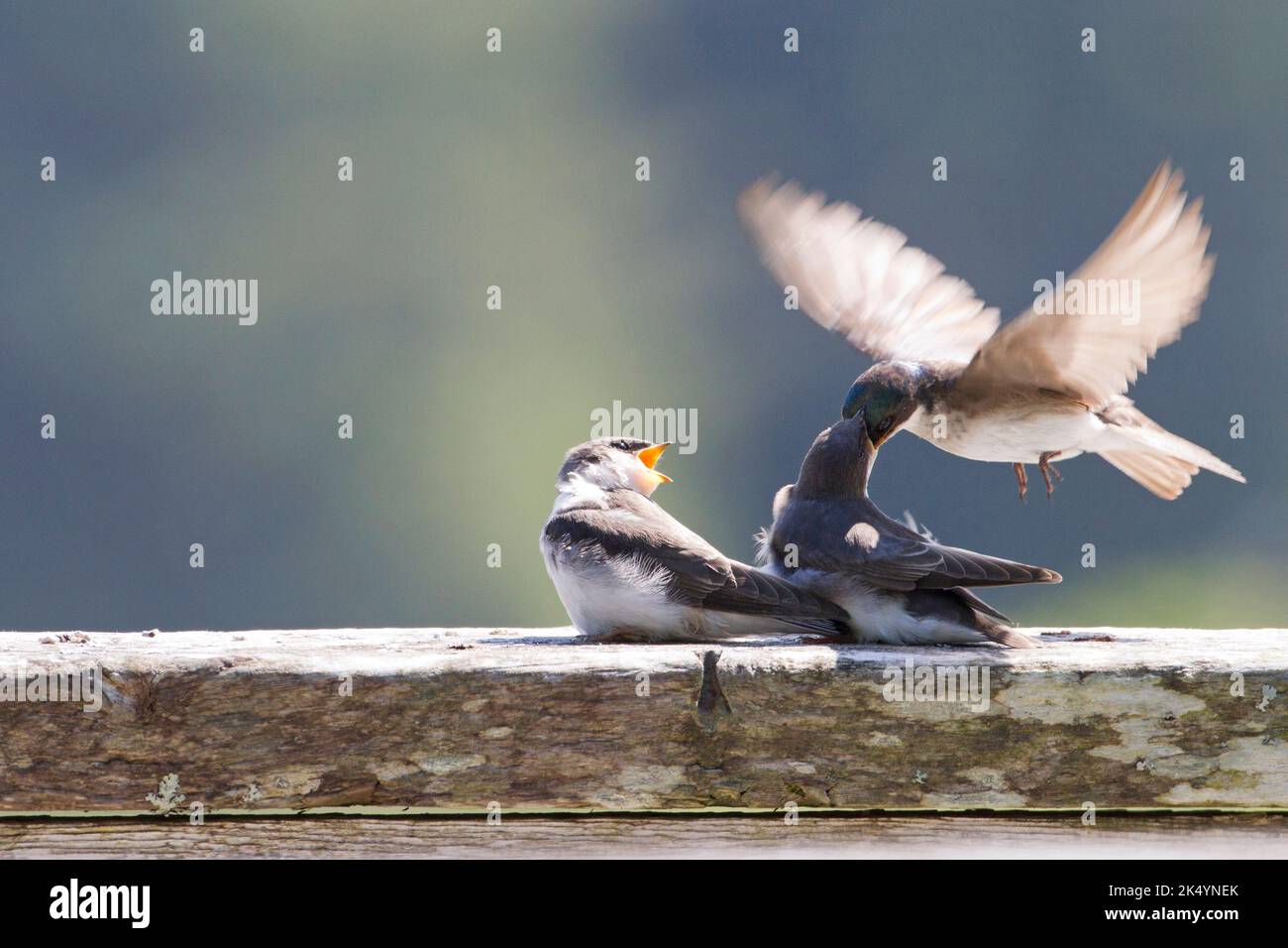 An adult Tree Swallow (Tachycineta bicolor) feeding two perched fledglings at the Delkatla Wildlife Sanctuary in Masset, Haida Gwaii, BC, Canada Stock Photo