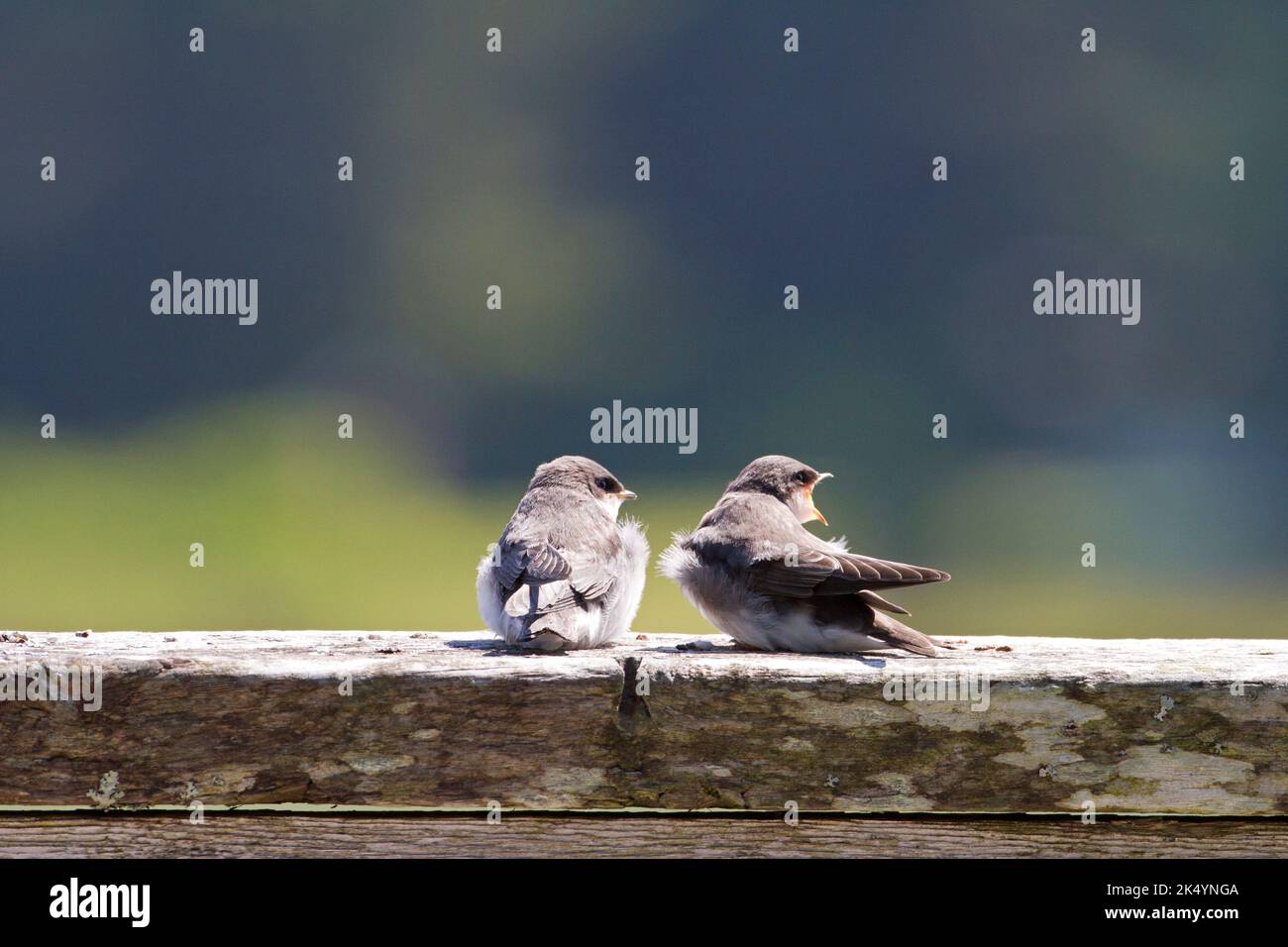Two perched Tree Swallow (Tachycineta bicolor) fledglings waiting to be fed at the Delkatla Wildlife Sanctuary in Masset, Haida Gwaii, BC, Canada Stock Photo