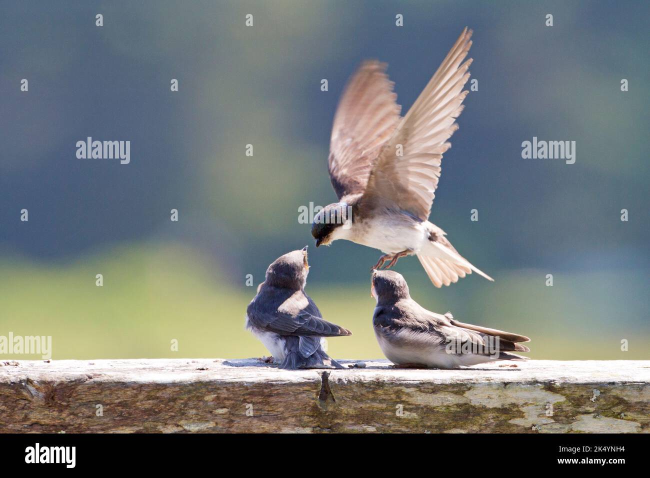 An adult Tree Swallow (Tachycineta bicolor) feeding two perched fledglings at the Delkatla Wildlife Sanctuary in Masset, Haida Gwaii, BC, Canada Stock Photo