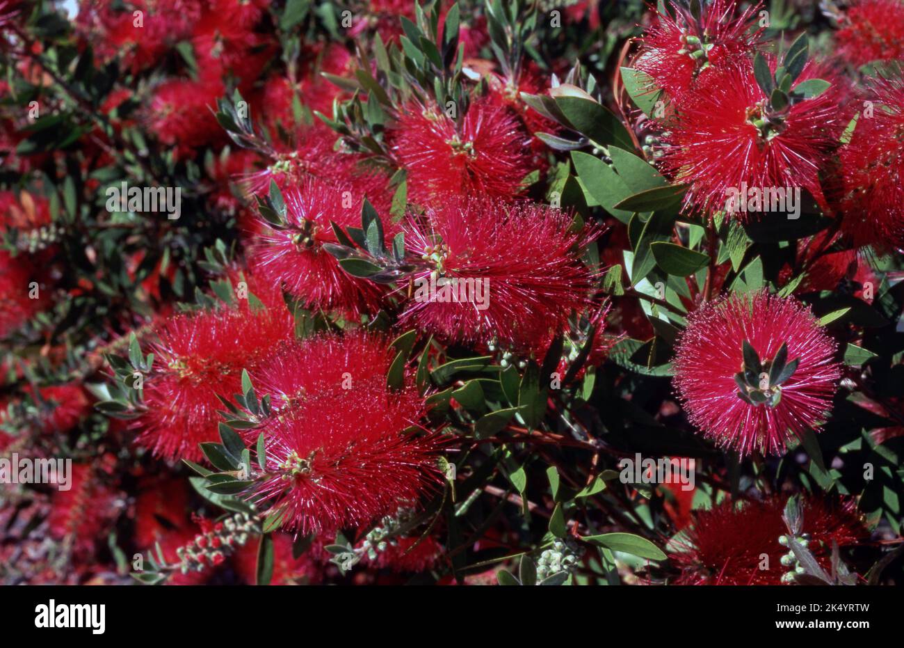 RED BOTTLBRUSH FLOWERS (CALLISTEMON) Stock Photo
