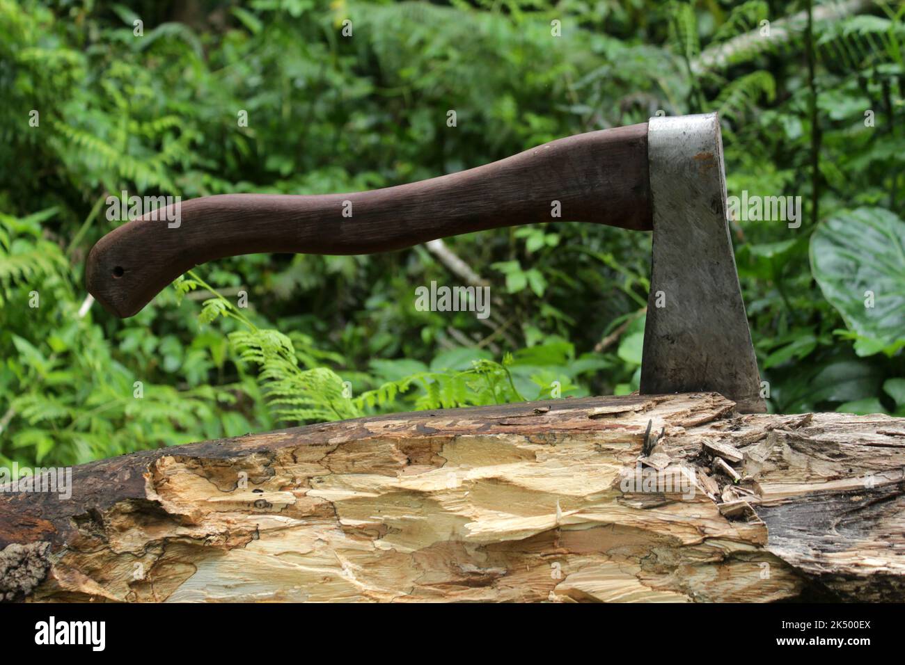 Cutting wood using axe in the forest. Closeup of axe in a log on green rural background Stock Photo