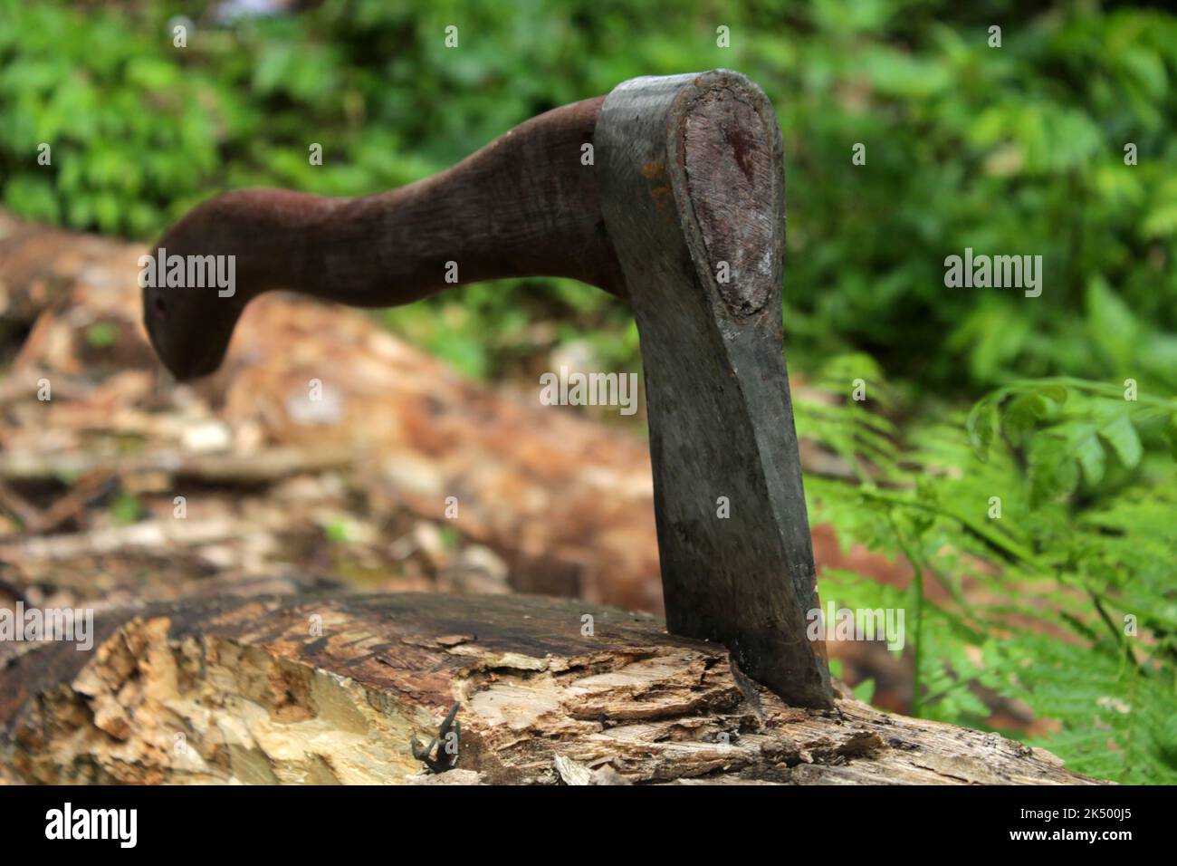 Cutting wood using axe in the forest. Closeup of axe in a log on green rural background Stock Photo