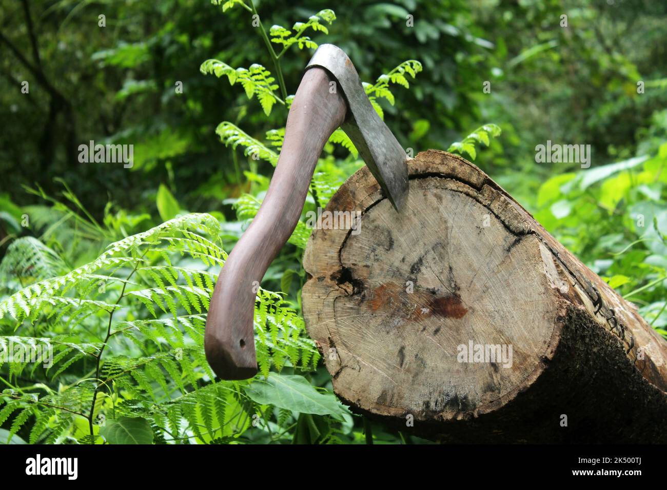 Cutting wood using axe in the forest. Closeup of axe in a log on green rural background Stock Photo