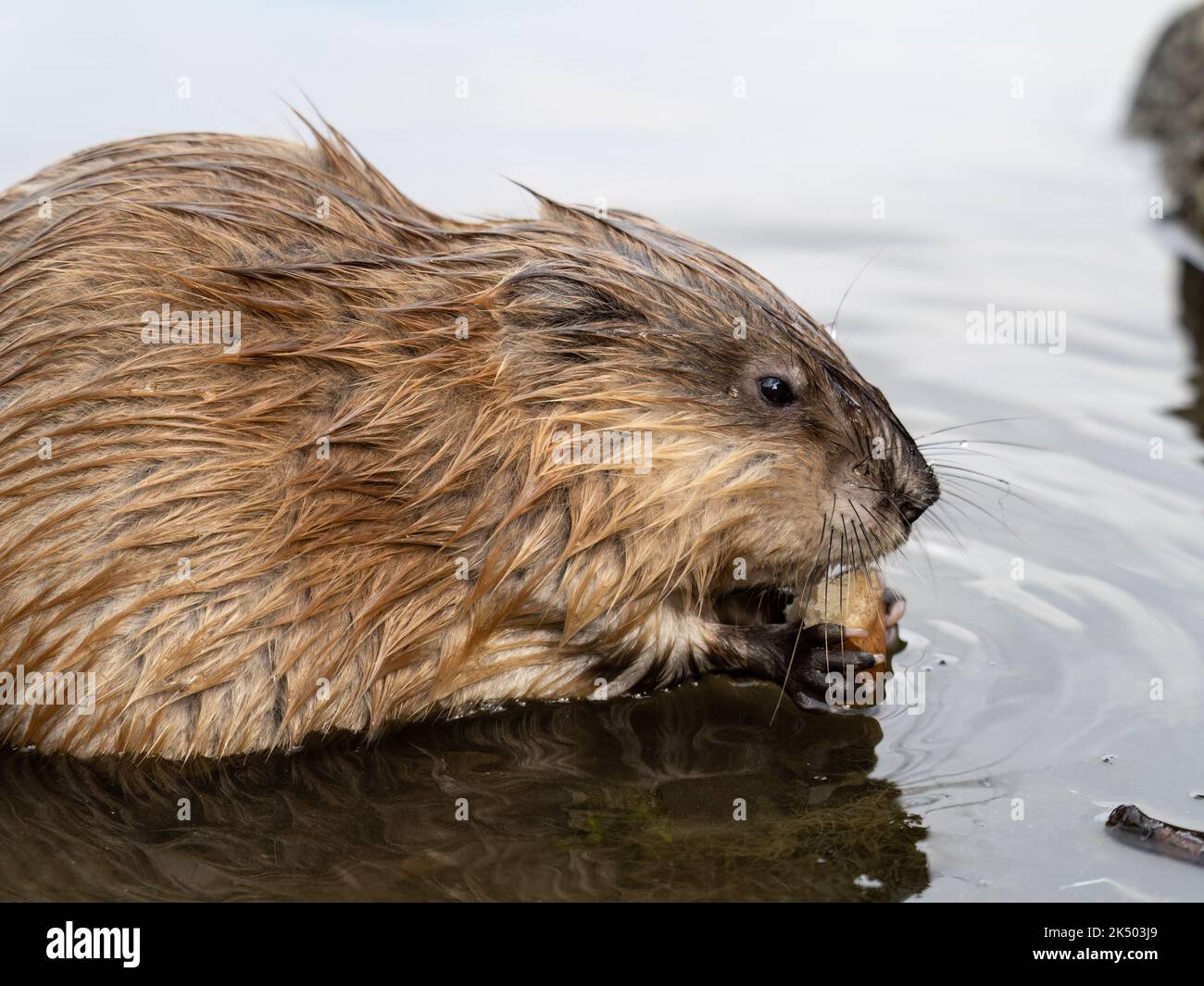 Wild animal Muskrat, Ondatra zibethicuseats, eats on the river bank ...