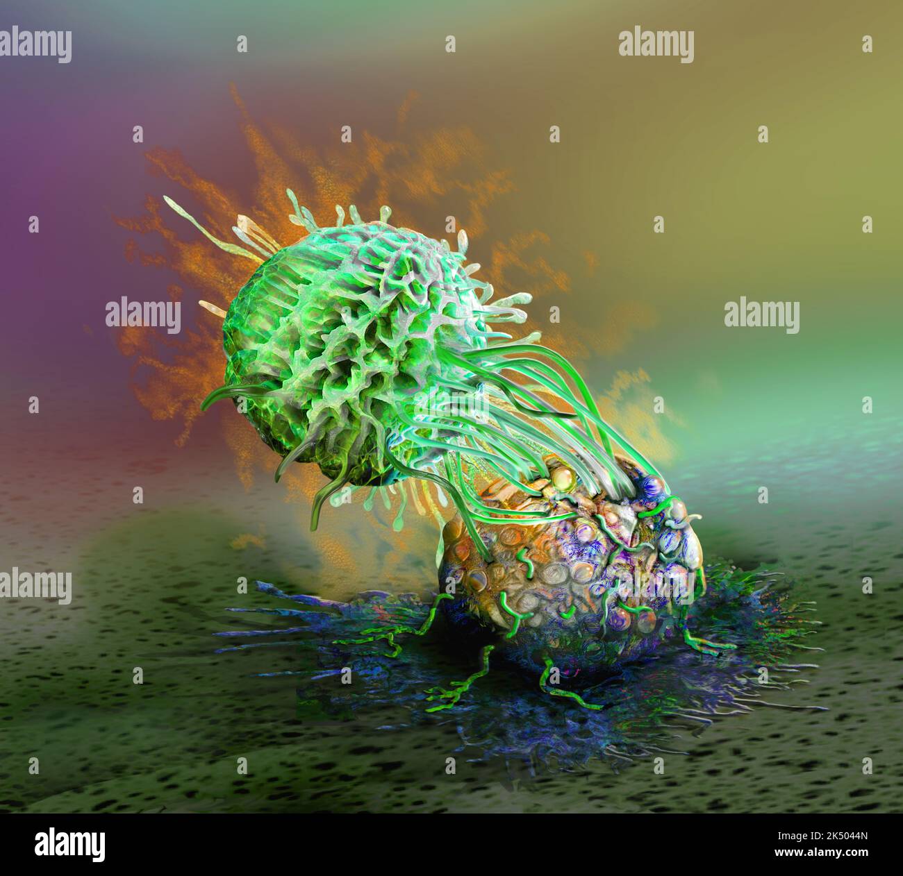 Natural killer cell attacking a cancer cell, illustration Stock Photo ...