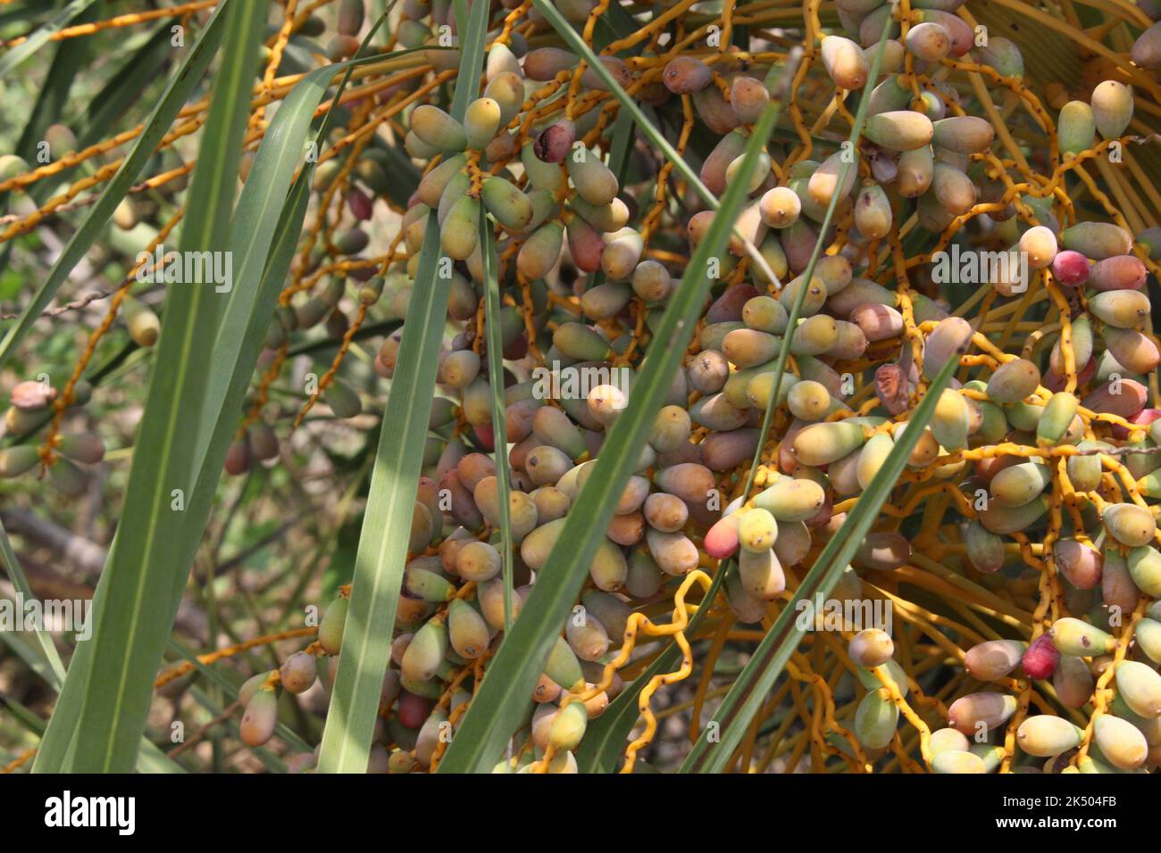 Beautiful wild plants hi-res stock photography and images - Alamy