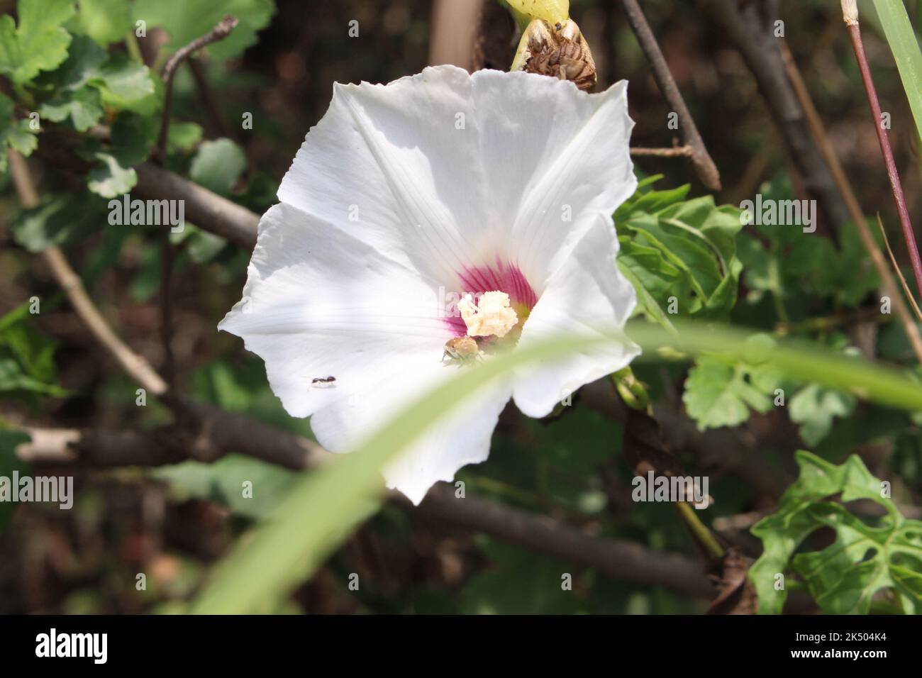 white flower outdoor day time picture Stock Photo