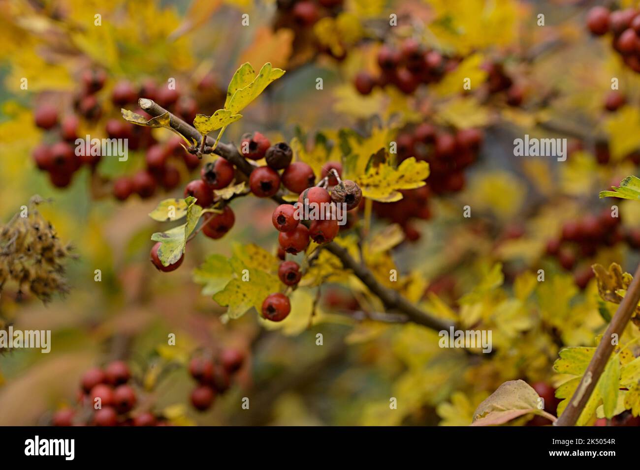 Stauden und Bäume im November Stock Photo