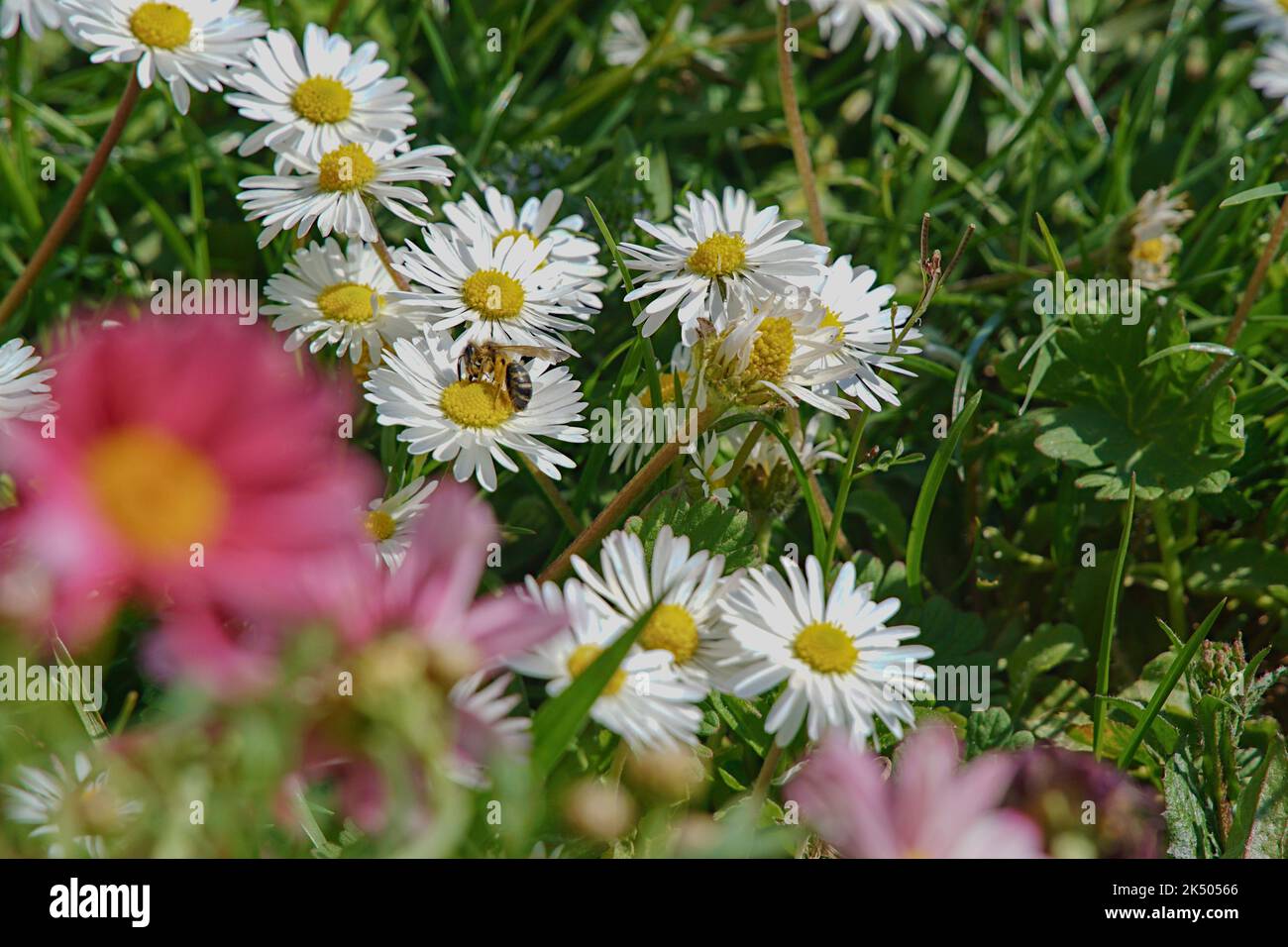 Biene im Rasen mit Gänseblümchen Stock Photo