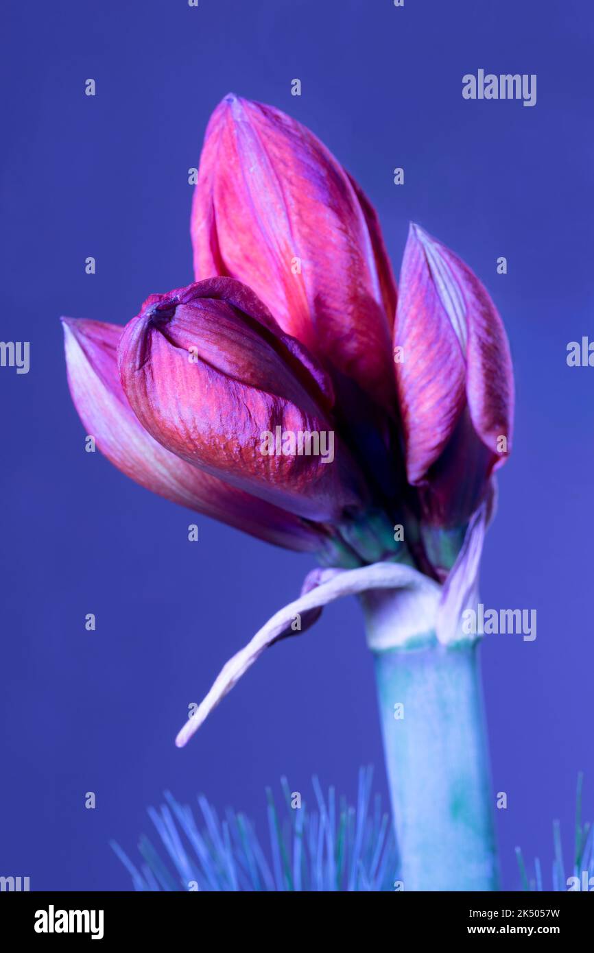 Amaryllis Einzelblüte Stock Photo