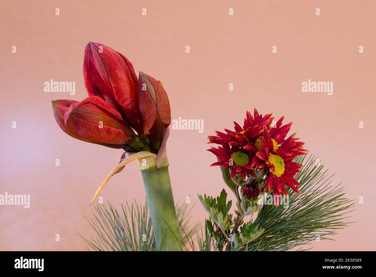 Amaryllis als Blumendeko im Frühjahr Stock Photo