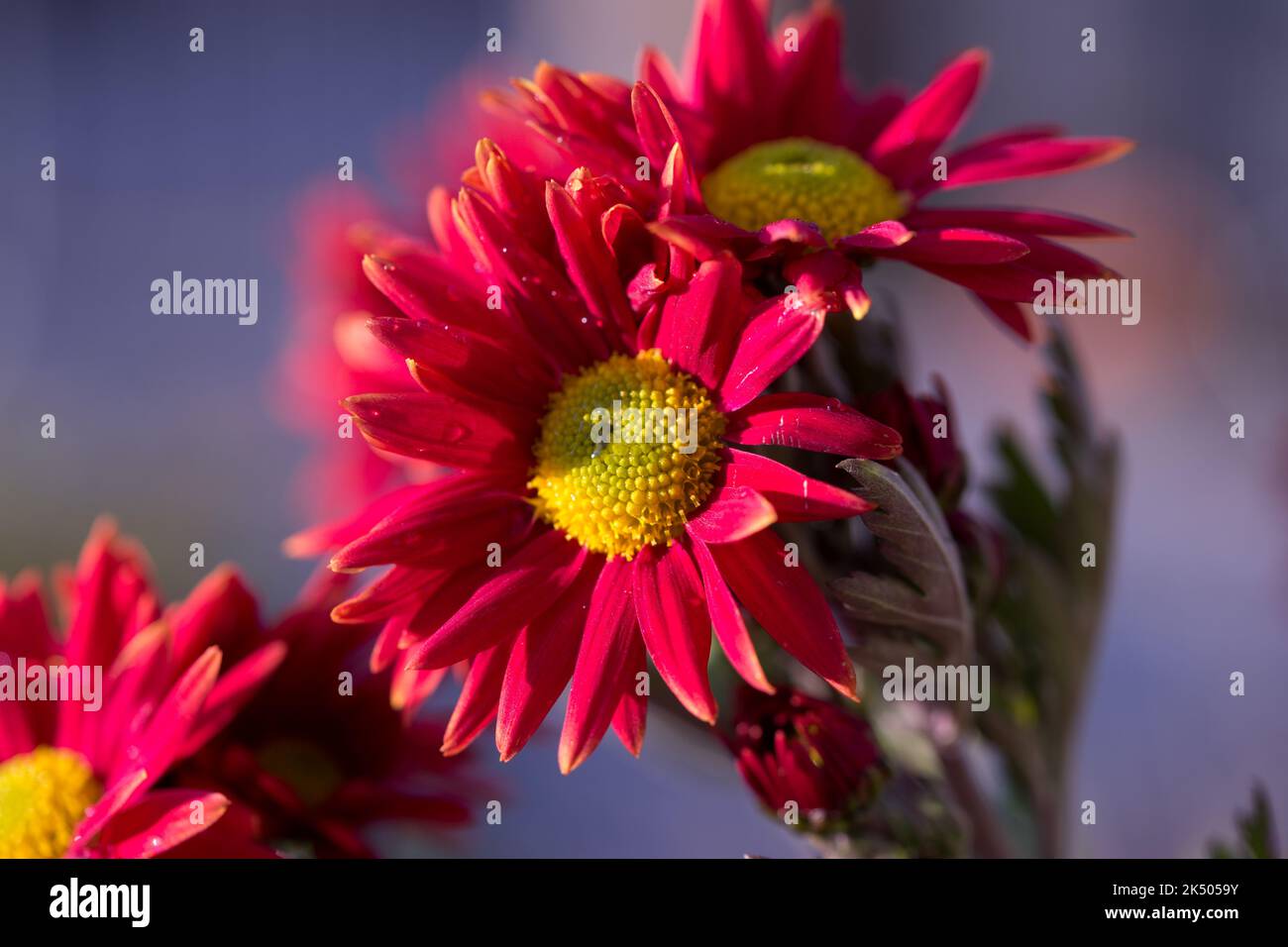 Rote Chrysanthemen im Morgentau November 2015 Stock Photo