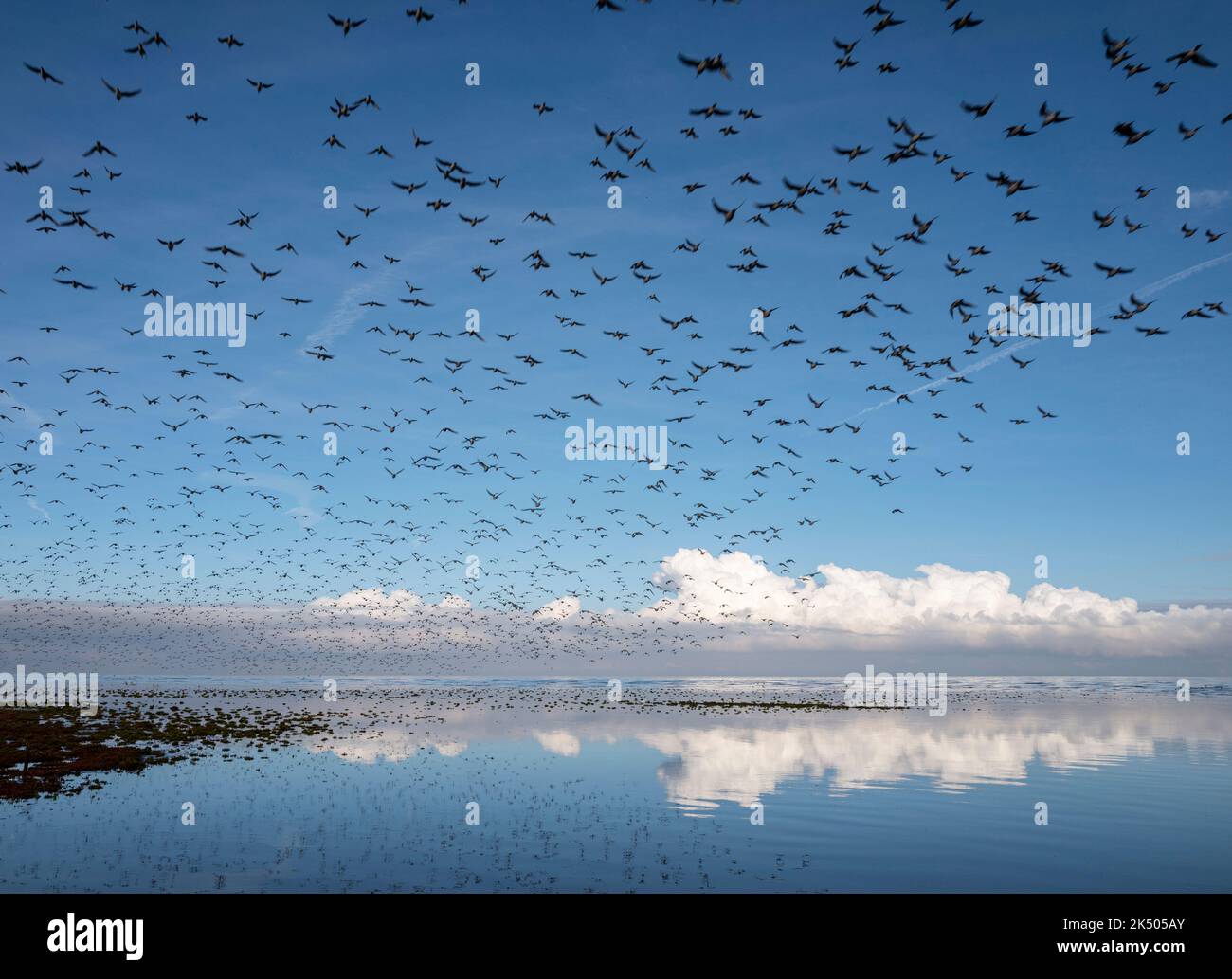 Murmuration of Knots at RSPB Snettisham in Norfolk, UK Stock Photo