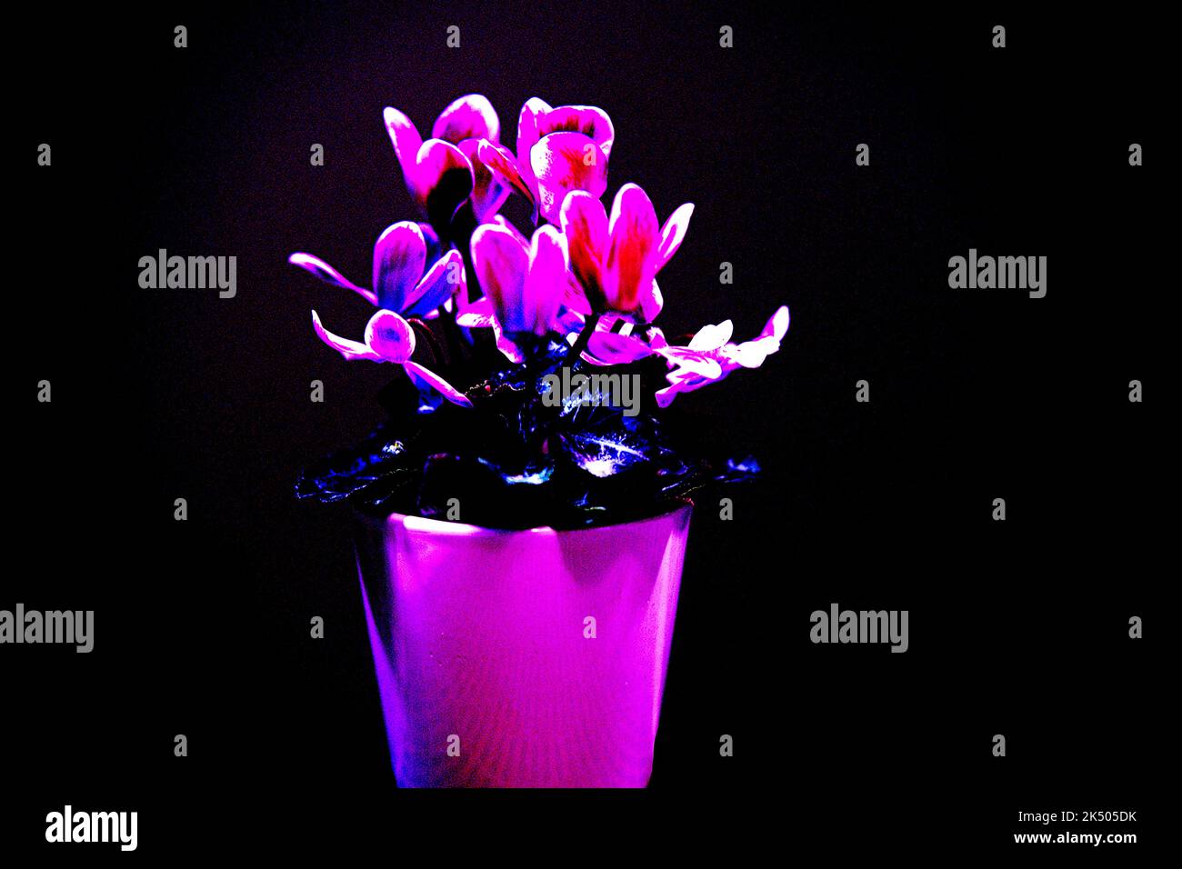 Alpenveilchen einzelner Blumenstock mit verschiedenen Farbnuacen grün, hellblau, blau, rosa, gosaschwarz, vielett, braun, Stock Photo